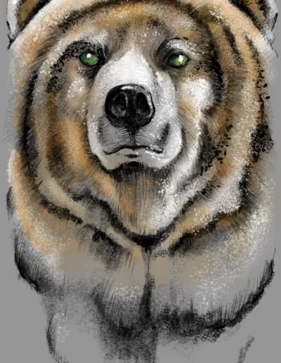 Bear Digital Illustration